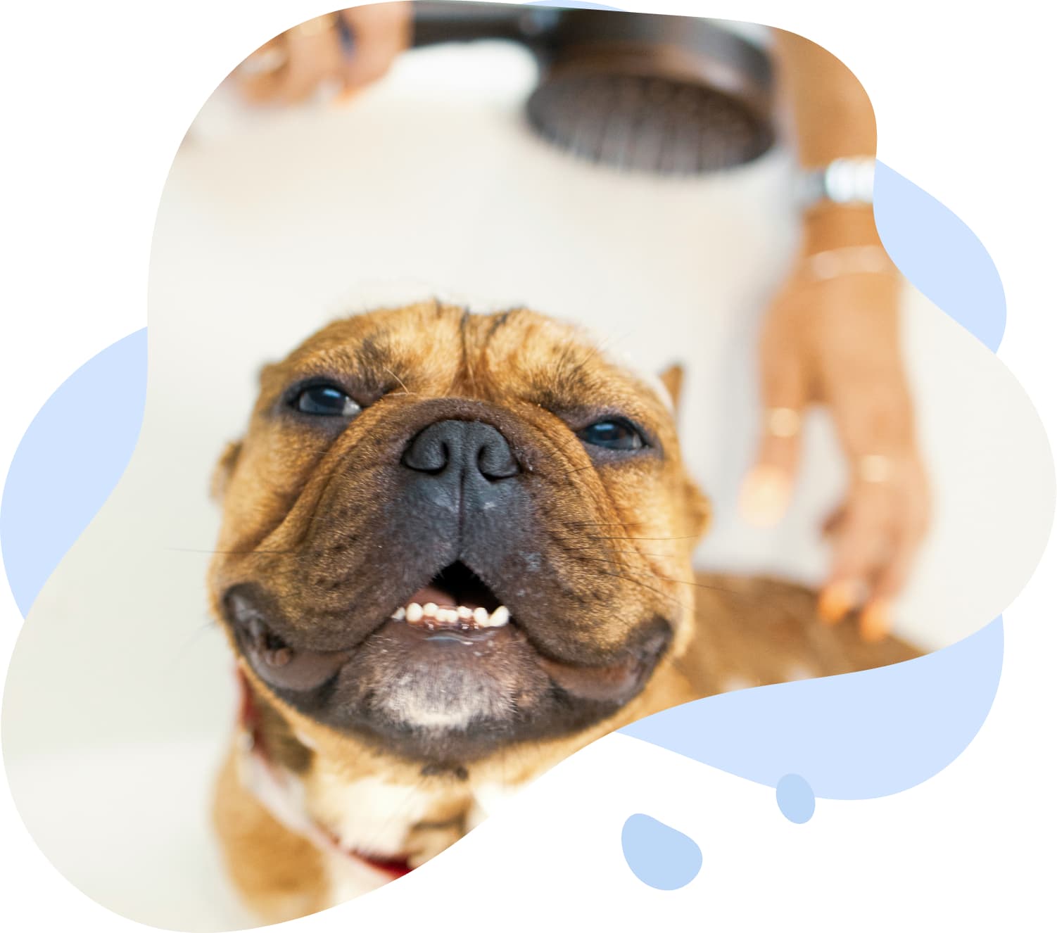 Dog grooming